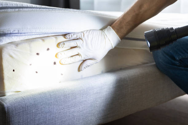 Wasp Removal Services in North Bellmore, NY